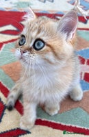British Shorthair cats Very special BSH Golden kittens - Advert 5