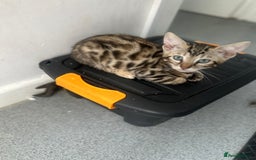 Bengal cats for sale: Stunning Bengal kittens - Image 18