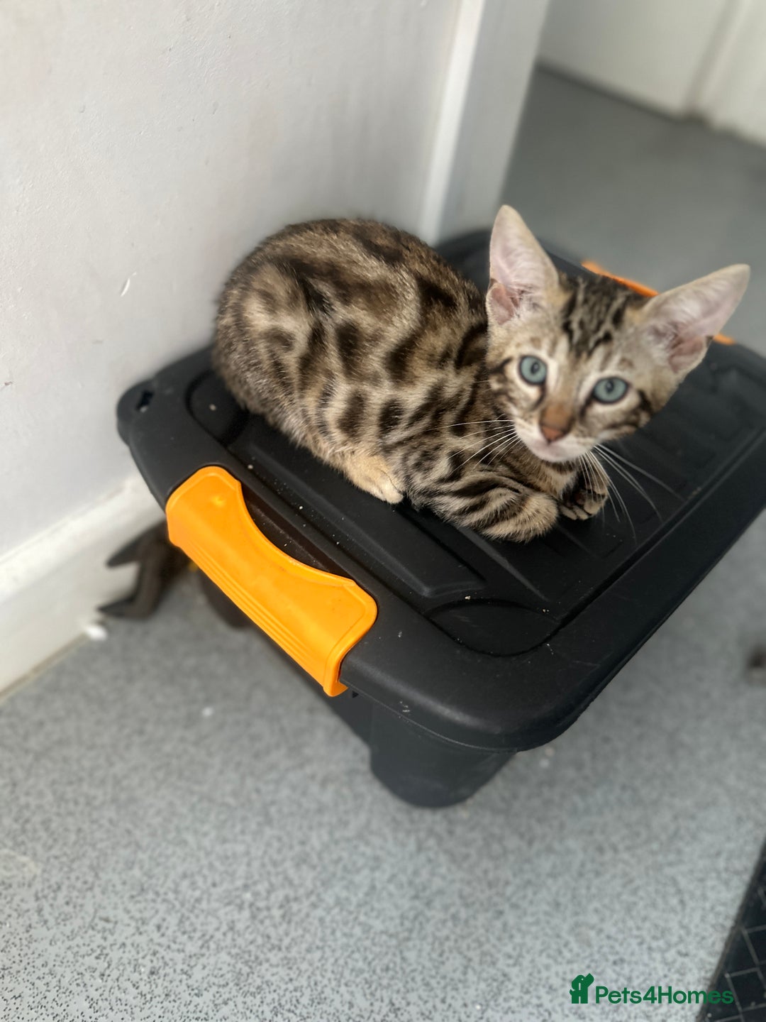 Bengal cats for sale: Stunning Bengal kittens - Image 18