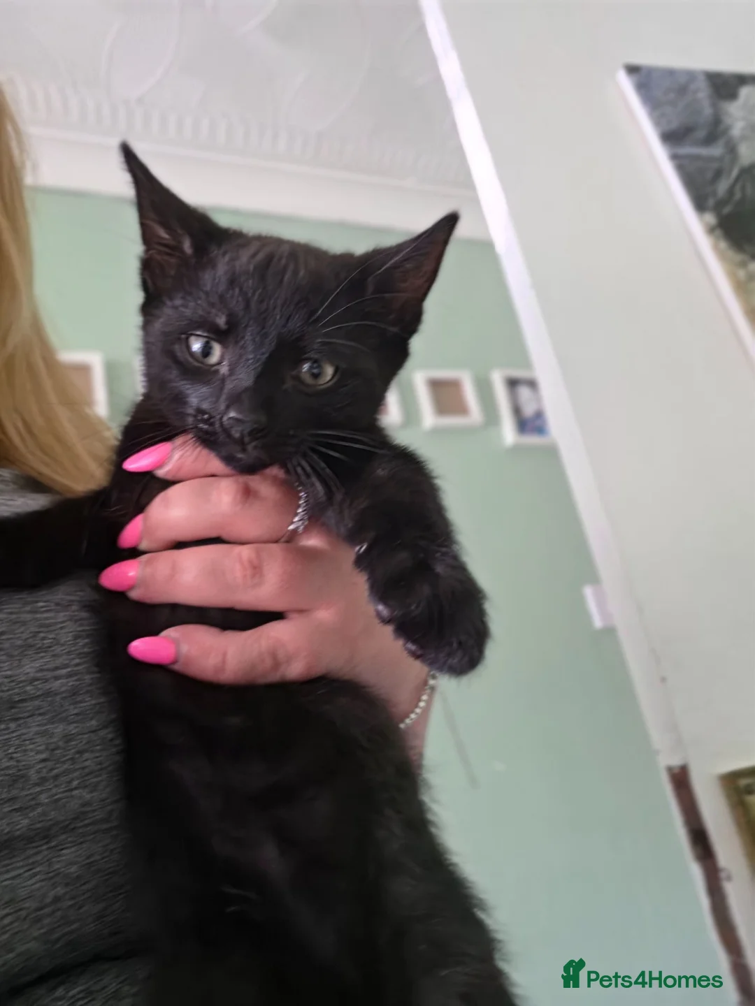 Mixed Breed cats for sale: Mixed breed 5th gen savvanah  in Gosport - Advert 3
