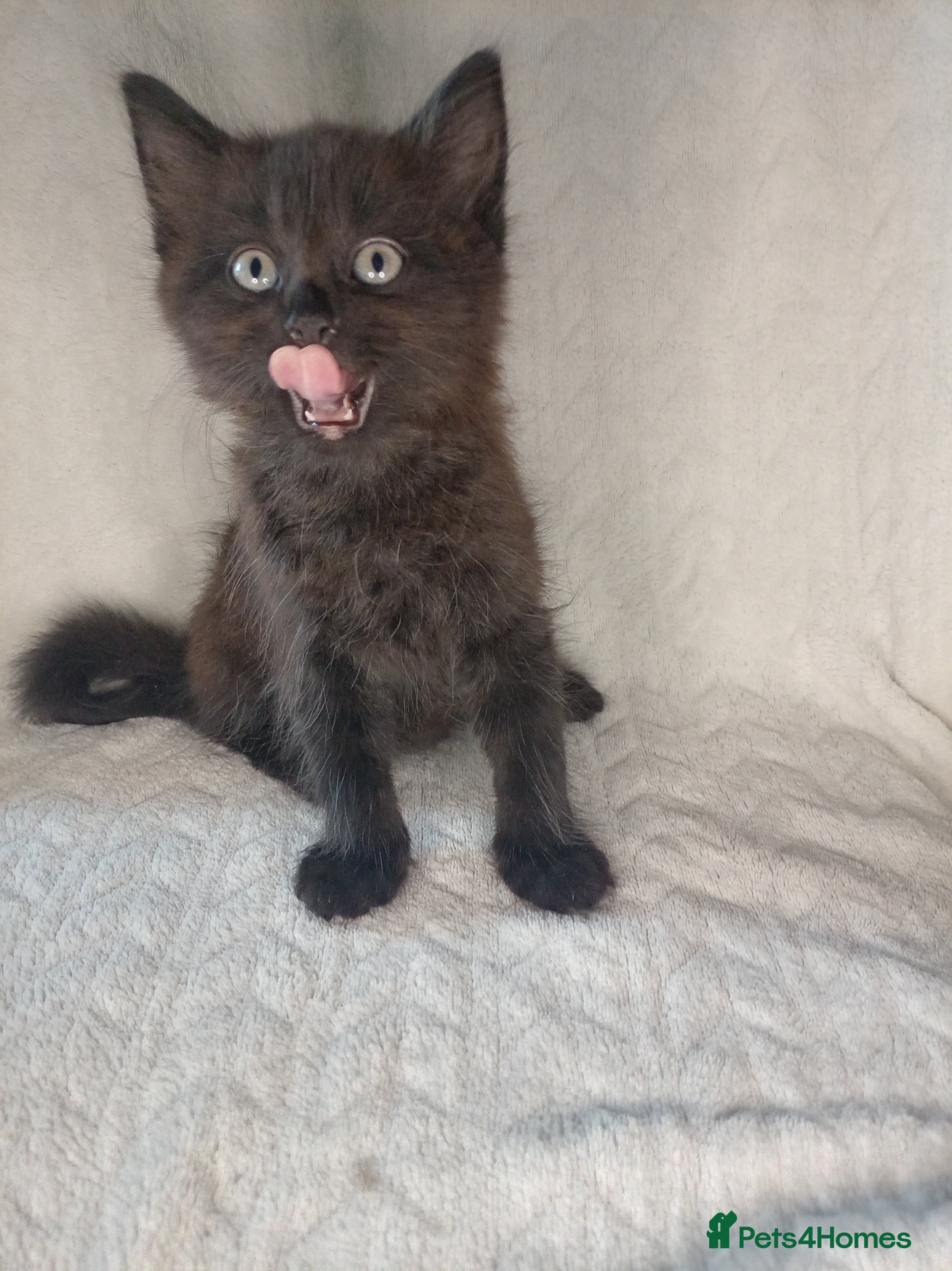 Mixed Breed cats Kittens ready for forever home £30 each - Advert 22