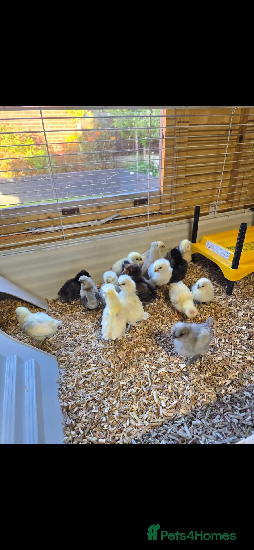 Mixed Breed livestock 1 week old chicks available  - Advert 4