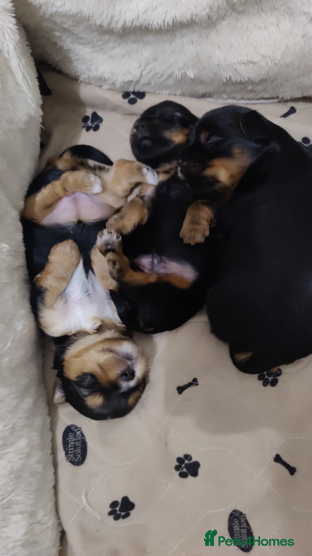 Yorkshire Terrier dogs for stud:  PEDIGREE Yorkshire terrier for STUD  in Hull - Advert 30