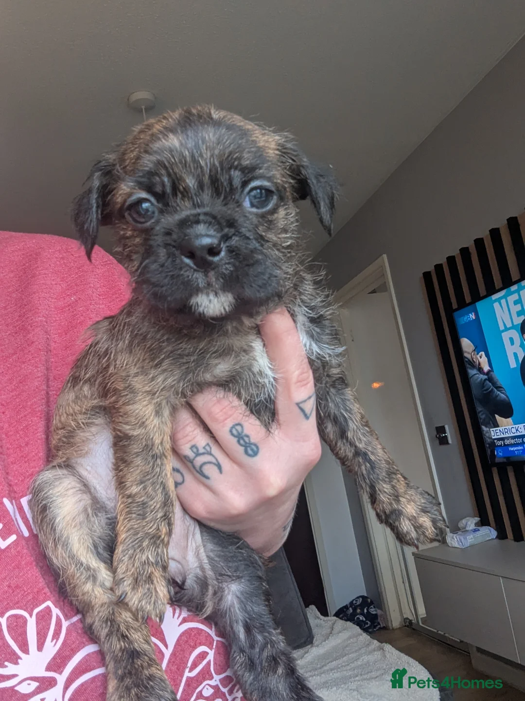 Boston Terrier dogs for sale: Boston X  - Advert 22