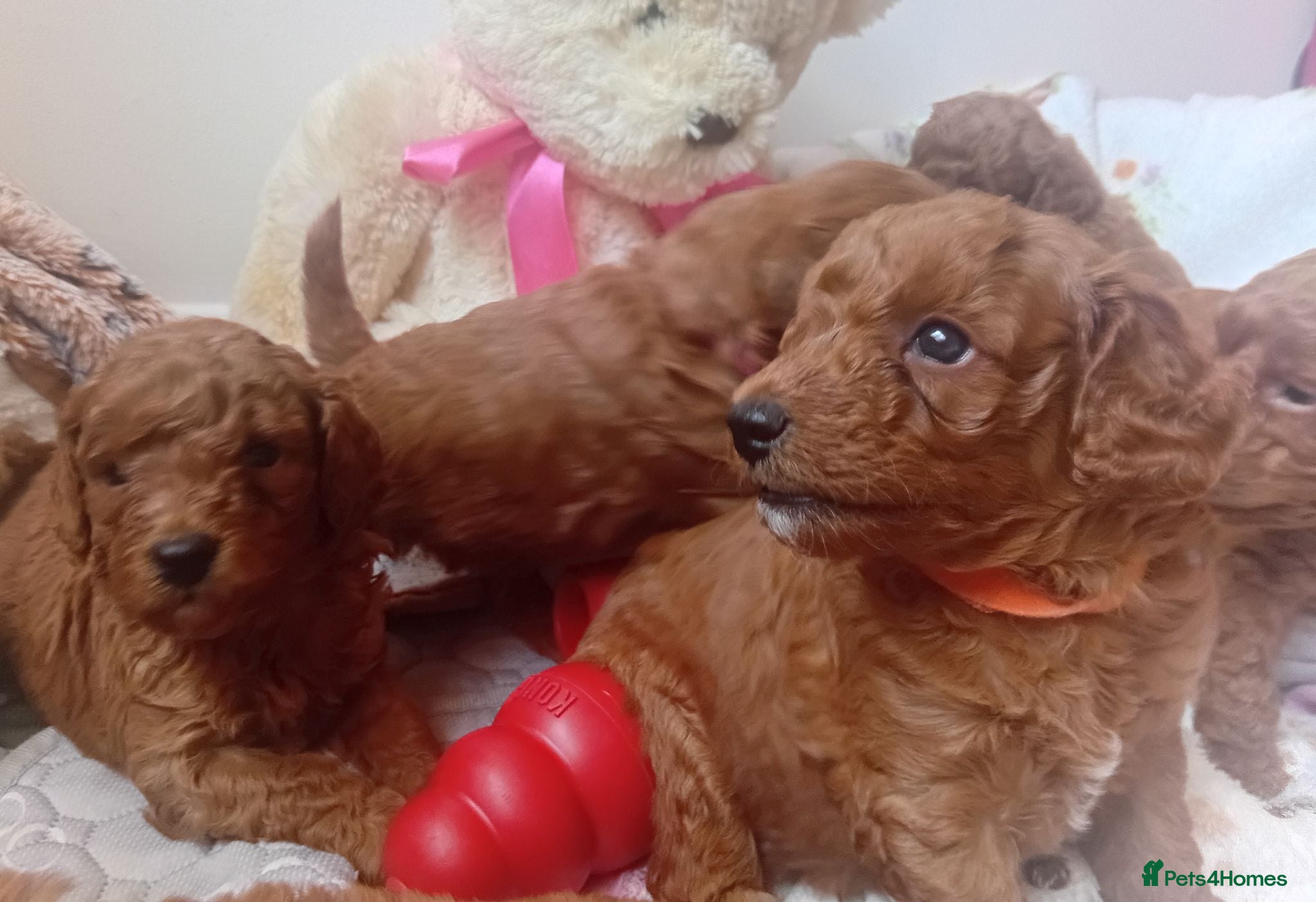 Mixed Breed dogs TOY POODLES - Advert 1