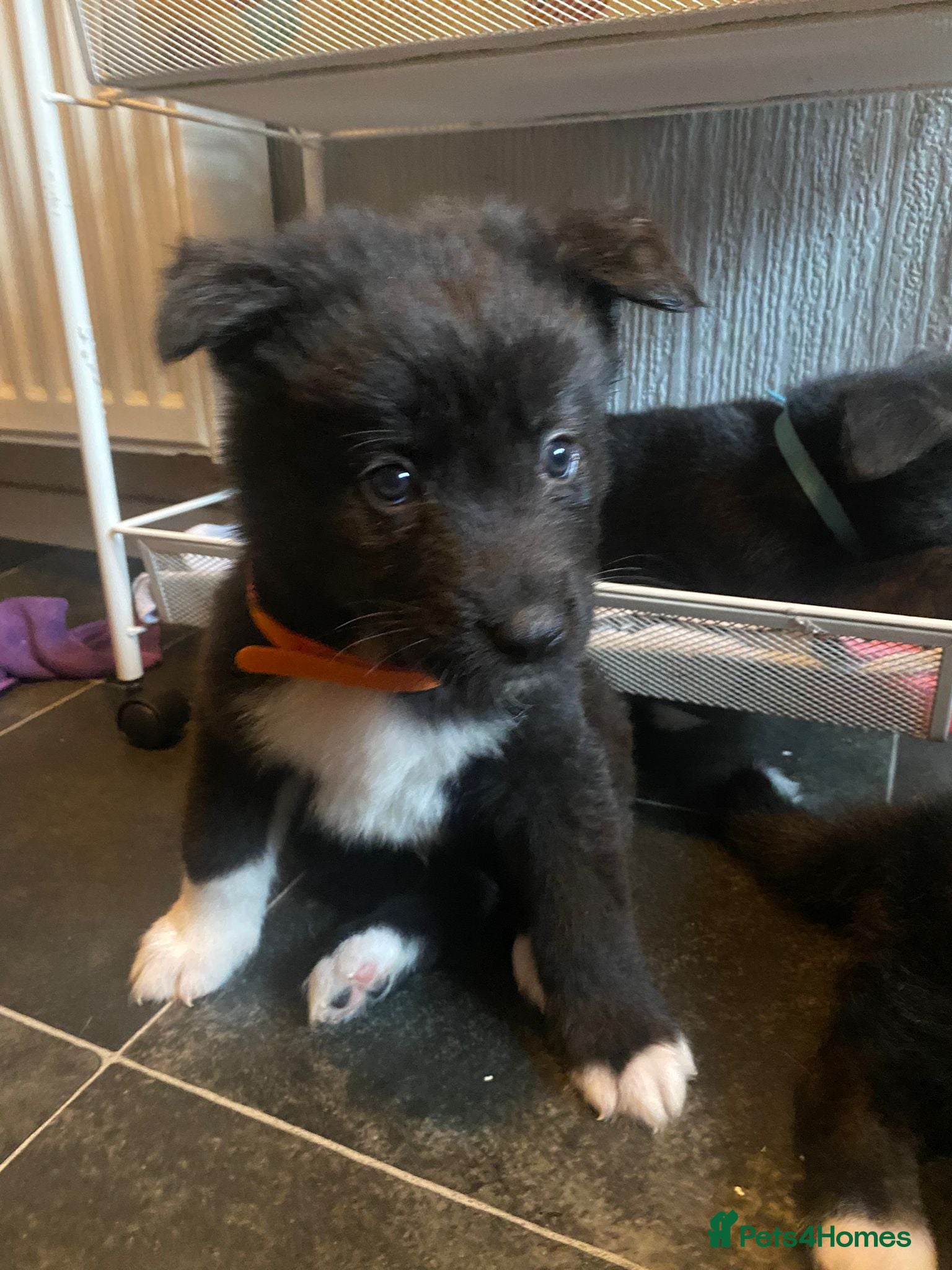 Mixed Breed dogs Chunky Akita/Huskita mix puppies - Advert 5