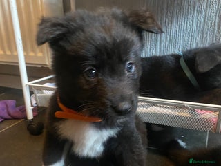 Mixed Breed dogs Chunky Akita/Huskita mix puppies - Advert 18