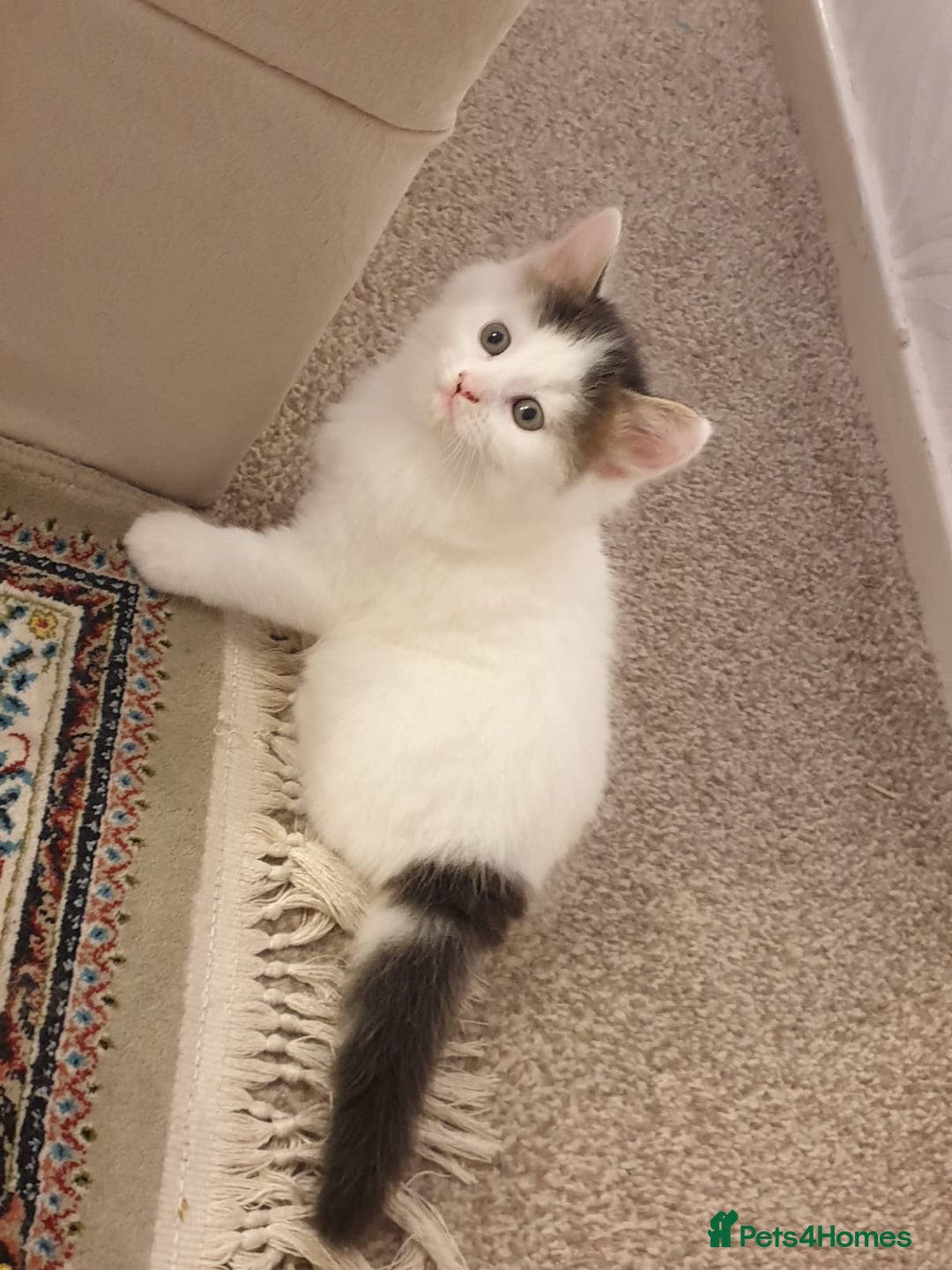 Mixed Breed cats for sale: Cute little boy  - Advert 8