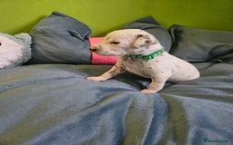 Dalmatian dogs for sale: 6 KC Dalmatian puppies Left - Image 37