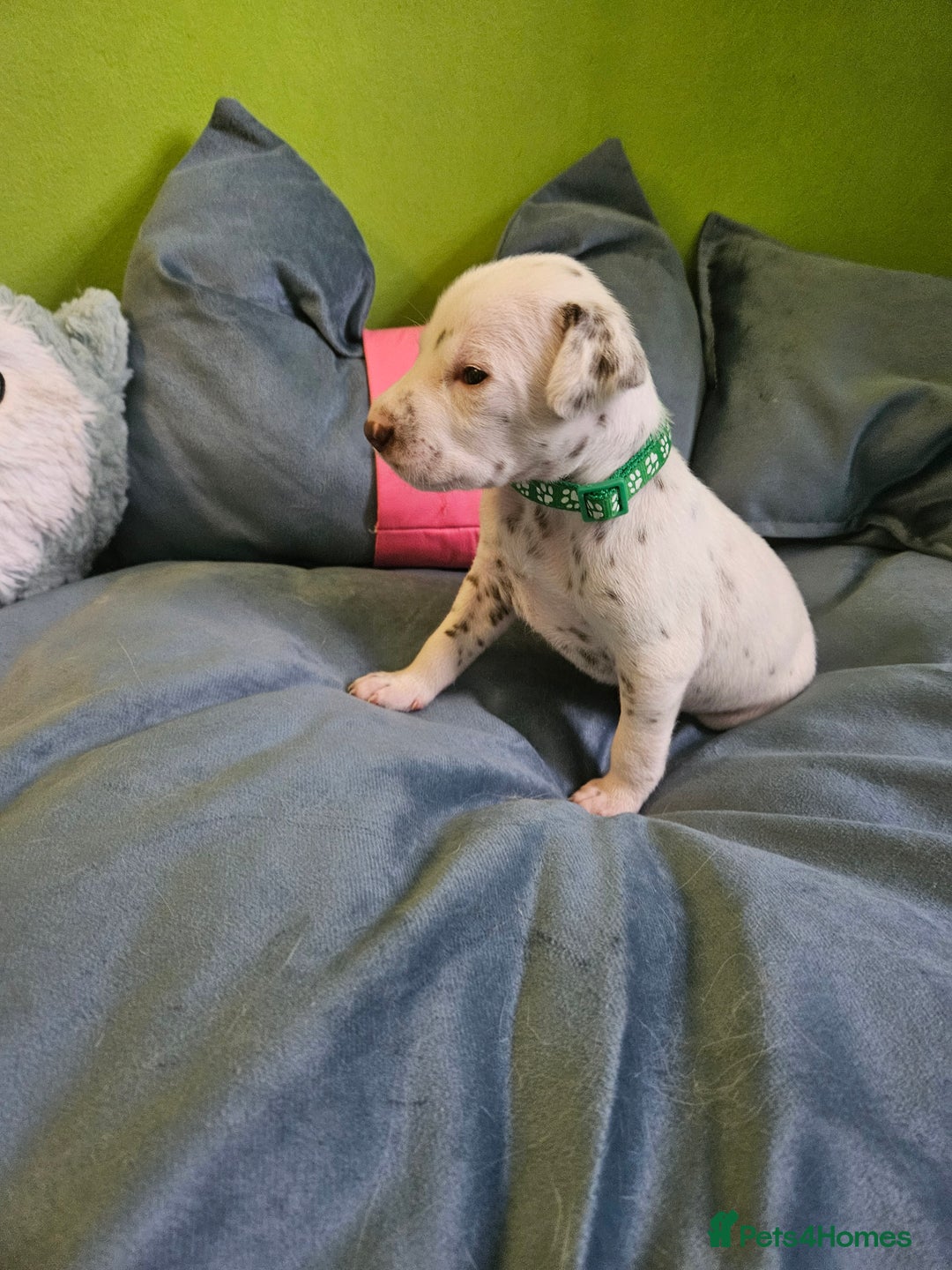 Dalmatian dogs for sale: 6 KC Dalmatian puppies Left - Image 37