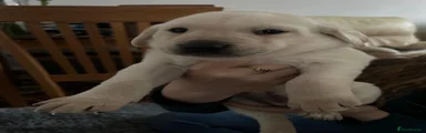 Labrador Retriever Puppy 5