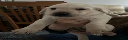 Labrador Retriever dogs for sale: Labrador puppies - Advert 3