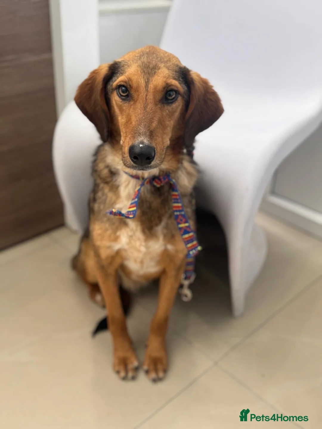 Mixed Breed dogs for adoption: Gentle | Sweet | Dog Loving | Foodie - Advert 10
