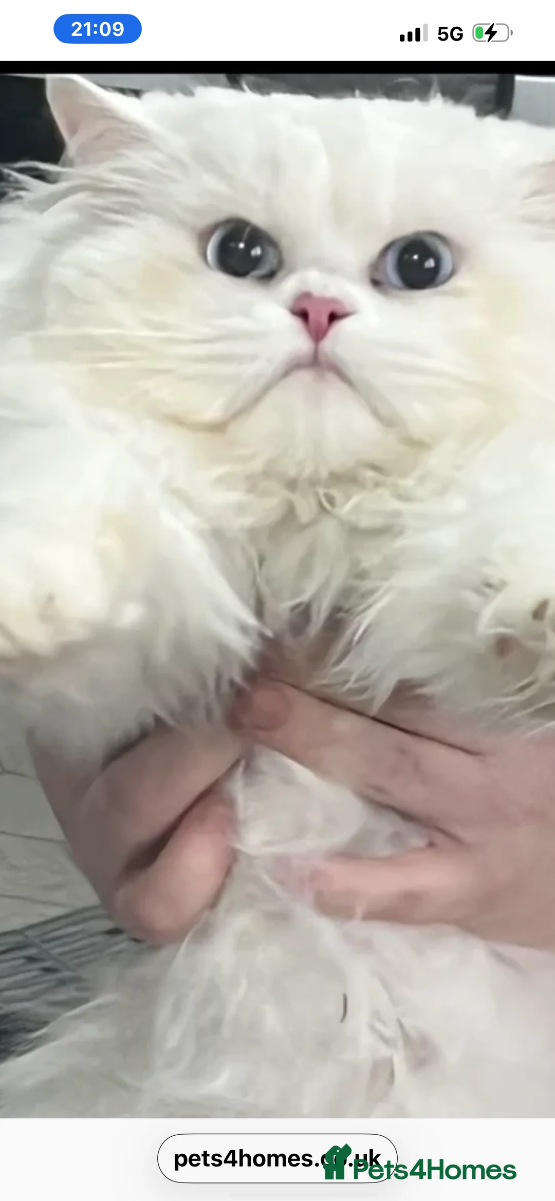 Persian cats for sale: Persion  - Advert 1