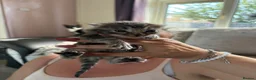 Domestic Shorthair cats for sale: 6 boys, 5 x  silver tabby 1 x black and white in Doncaster - Advert 5