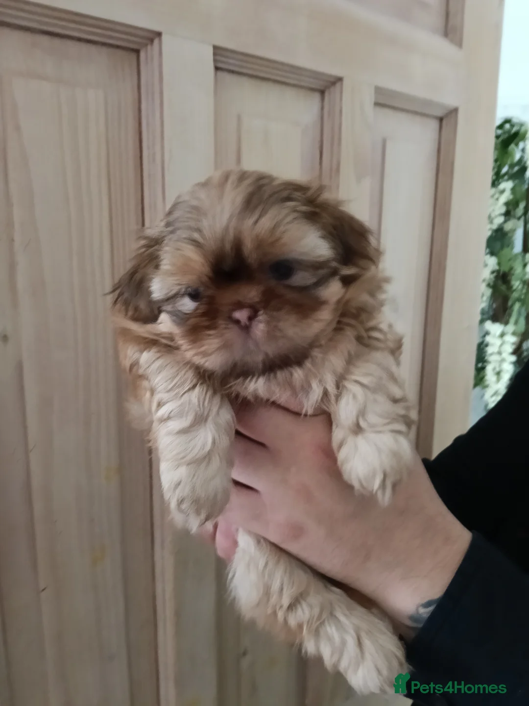 Shih Tzu dogs for sale: Imperial Shih Tzu puppies for sale - Advert 2