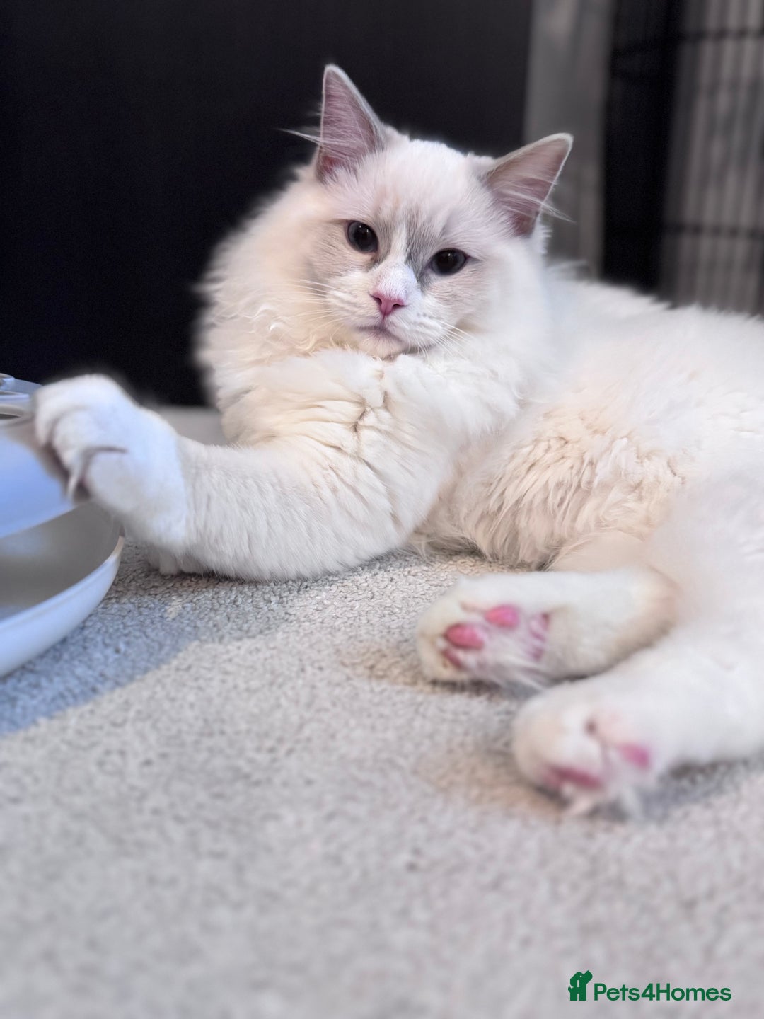 Ragdoll cats for sale: Ragdolls Kittens Blue and lilac  - Advert 5