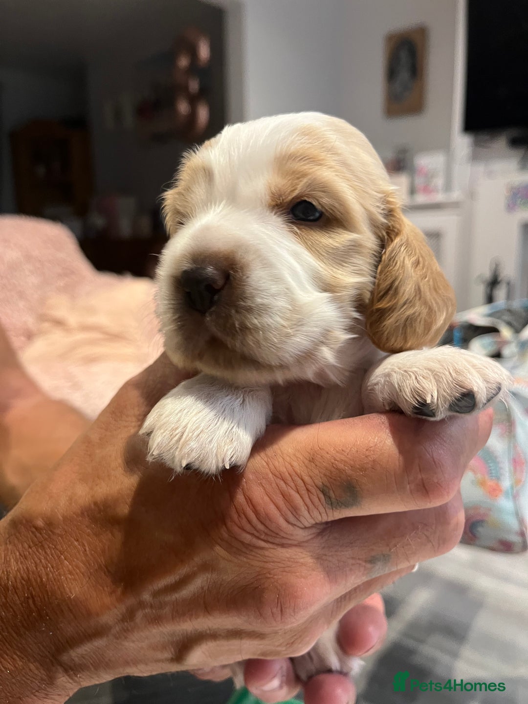 Cocker Spaniel dogs for sale: Beautiful Orange Roan/ Sable Puppies  - Image 1