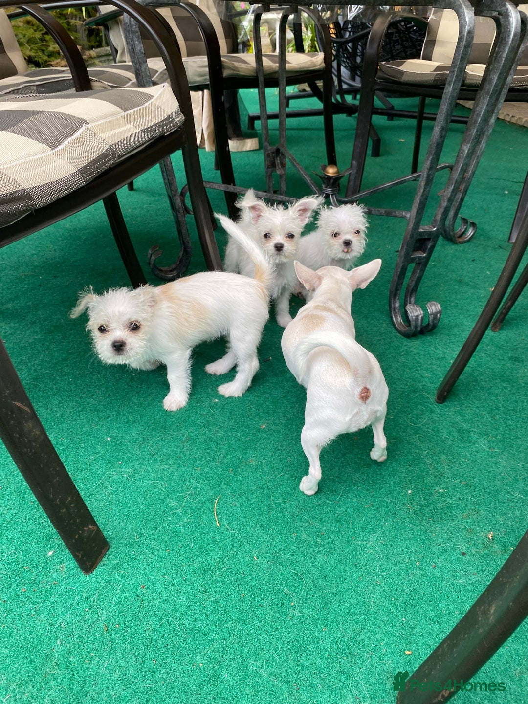 Mixed Breed dogs for sale: Beautiful playfull puppies ready now  - Image 9