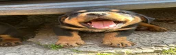 Rottweiler dogs for sale: Big chunky Rottweiler puppies  - Advert 8