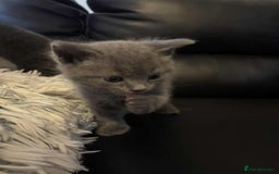 British Shorthair cats for sale: BSH kittens mixed - Image 3