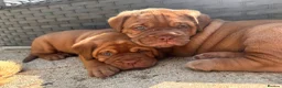 Dogue De Bordeaux dogs for sale: 10 Dogue de Bordeaux puppies for sale  in Maidstone - Advert 35
