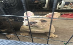 French Bulldog dogs for sale: 🐾Rare NewShade L4 French Bulldogs kC registered🐾 - Image 3