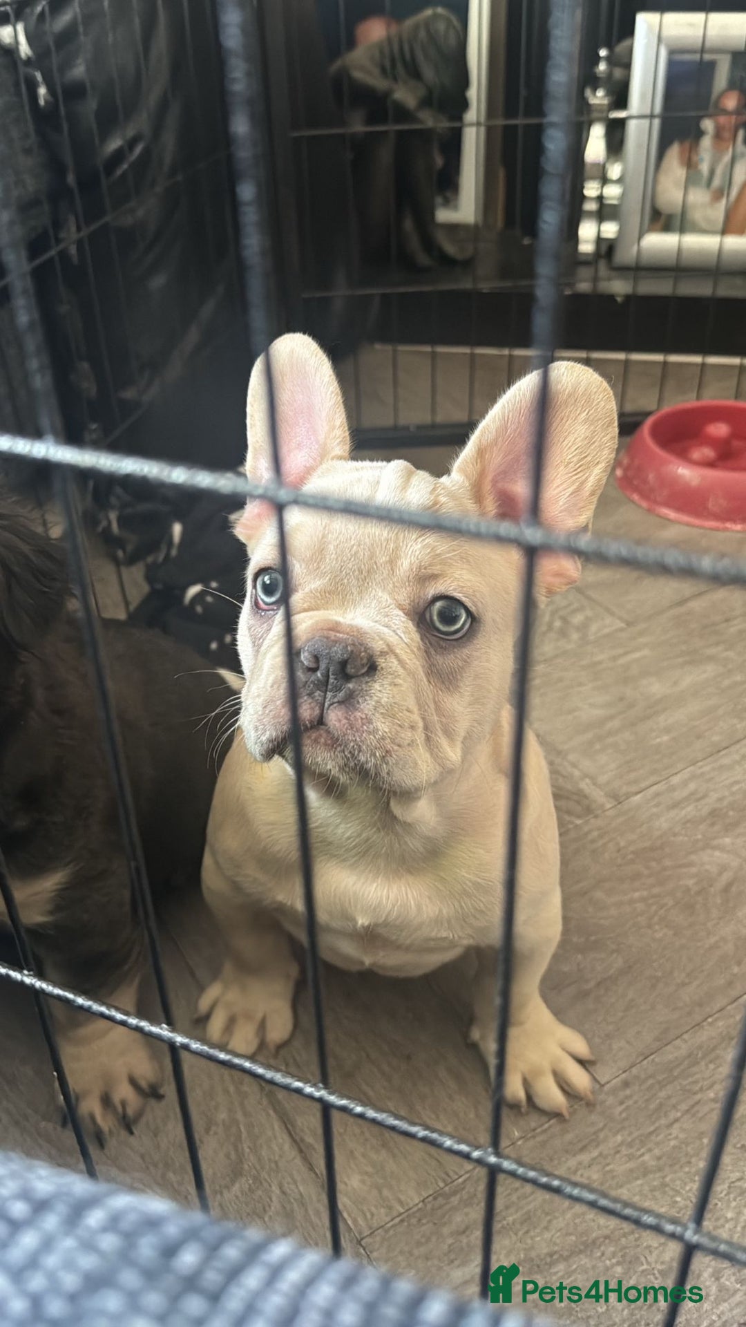 French Bulldog dogs for sale: 🐾Rare NewShade L4 French Bulldogs kC registered🐾 - Image 3