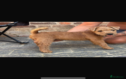 Lakeland Terrier dogs for sale:  red Lakeland terrier female for sale  - Advert 1