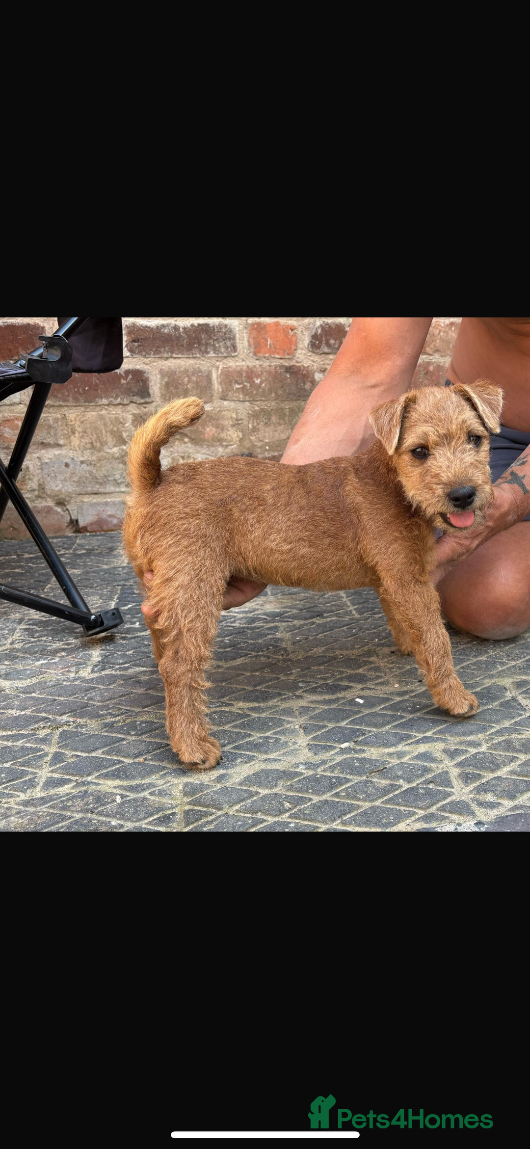 Lakeland Terrier dogs for sale:  red Lakeland terrier female for sale  - Advert 1
