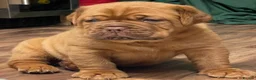 Dogue De Bordeaux dogs for stud: Dogue De Bordeaux proven Stud champion in blood - Advert 8