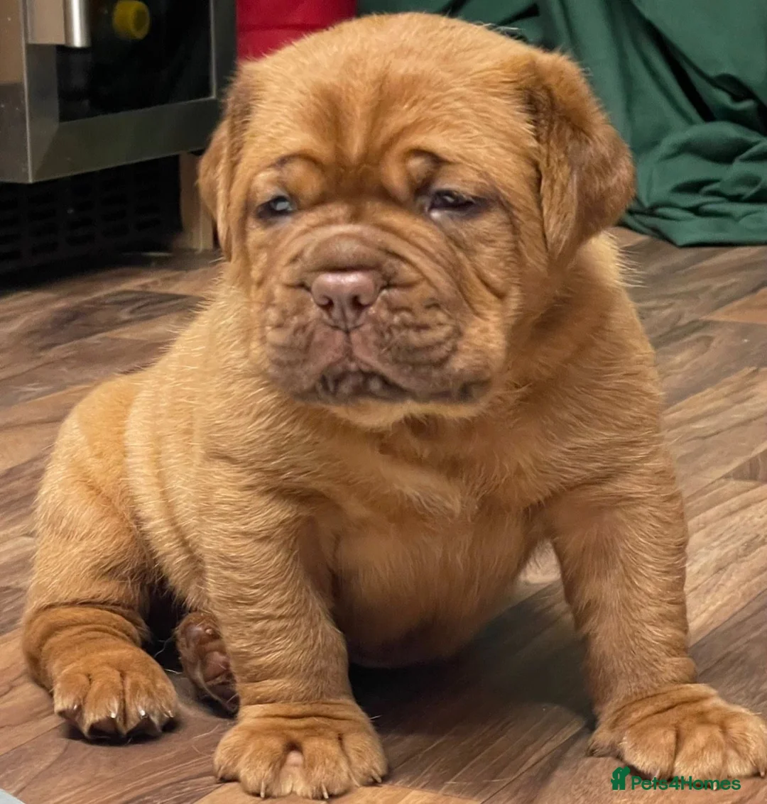 Dogue De Bordeaux dogs for stud: Dogue De Bordeaux proven Stud champion in blood - Advert 8