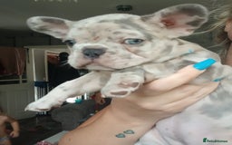 French Bulldog dogs for sale: Stocky frenchys 🏡😍 - Image 5