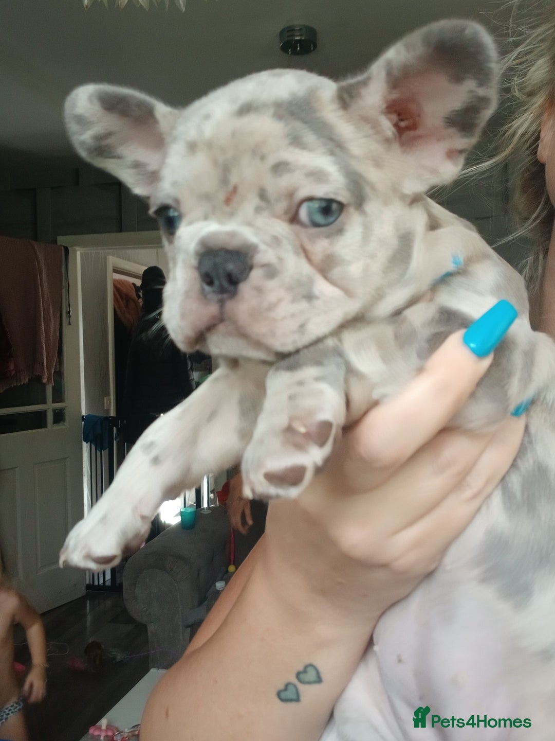 French Bulldog dogs for sale: Stocky frenchys 🏡😍 - Image 5