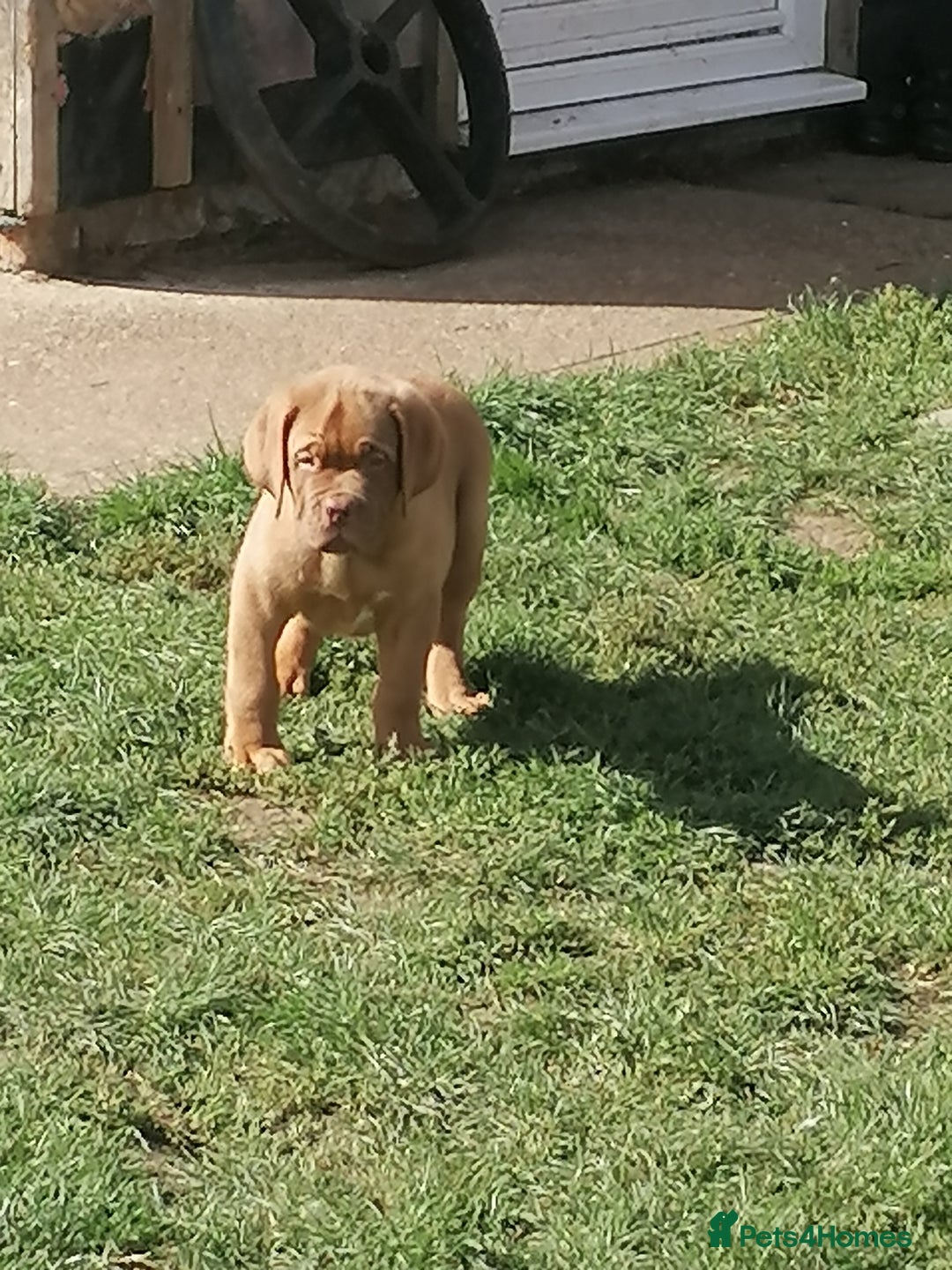 Dogue De Bordeaux dogs for sale: Gorgeous DOUGUE Babies - Image 19