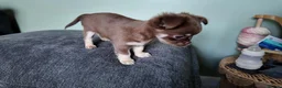 Chihuahua dogs for sale: Long haired chihuahua pups  in Rotherham - Advert 13
