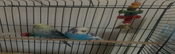 Budgerigars birds for sale: 2 budgies with medium cage, and accessories  - Advert 2