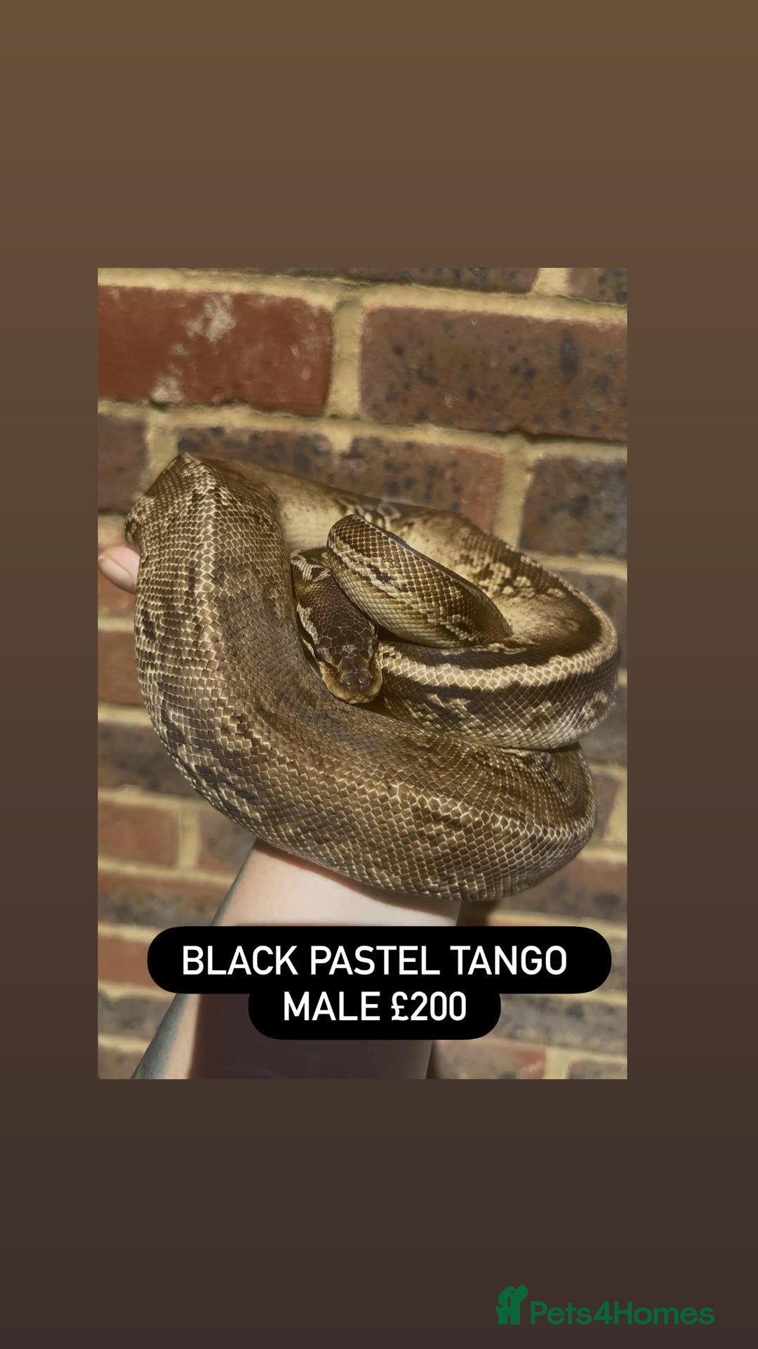 Python Snake reptiles for sale: Ball pythons for sale - Advert 10