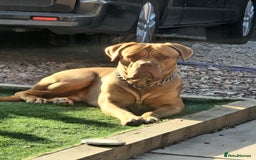 Dogue De Bordeaux dogs for sale: DDB for re-homing  - Image 2