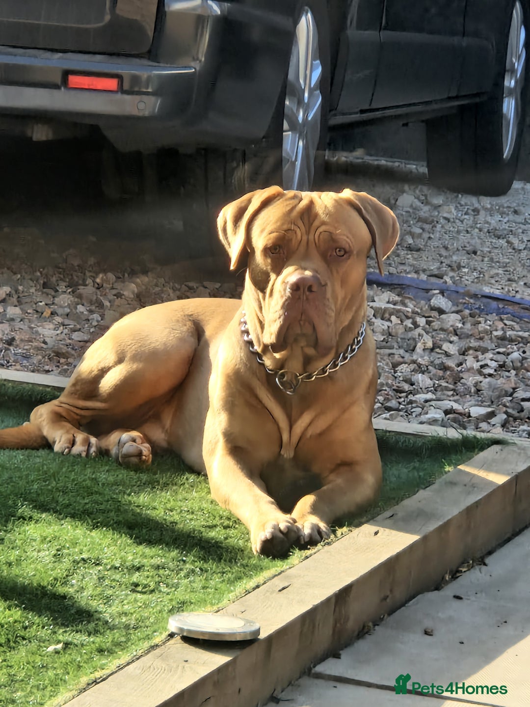 Dogue De Bordeaux dogs for sale: DDB for re-homing  - Image 2