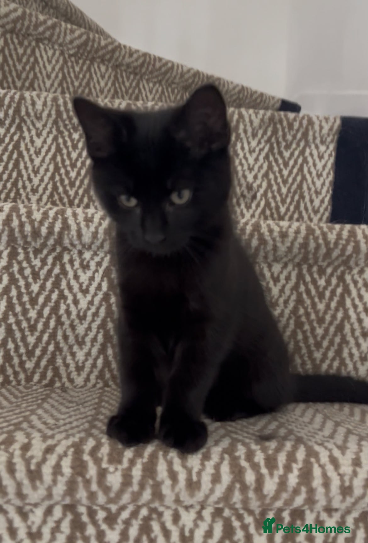 Mixed Breed cats 💕£70 DEEPLY AFFECTIONATE MALE RAGDOLL X  🐈‍⬛ 💕 - Advert 4