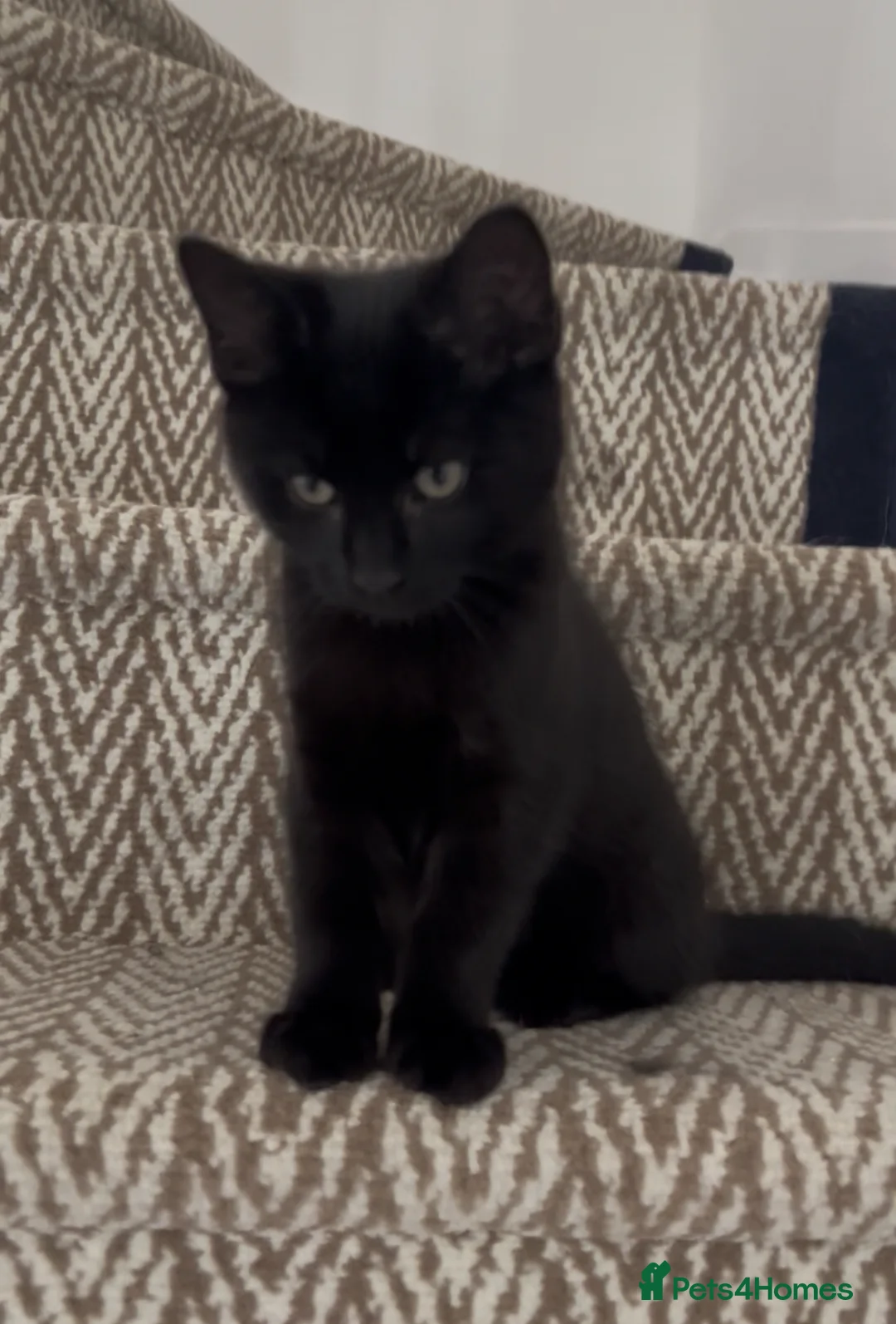Mixed Breed cats for sale: 💕£70 DEEPLY AFFECTIONATE MALE RAGDOLL X  🐈‍⬛ 💕 - Advert 1