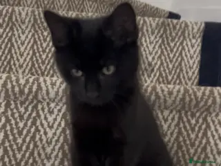 Mixed Breed cats 💕£70 DEEPLY AFFECTIONATE MALE RAGDOLL X 🐈⬛ 💕 - Advert 4