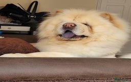 Chow Chow dogs for stud: Beautiful stud Chow chow  in Wisbech - Image 1