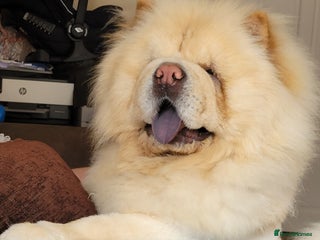 Chow Chow dogs in Wisbech - Advert 2