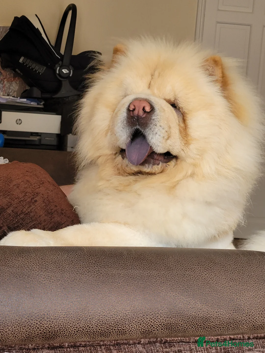 Chow Chow dogs for stud: Beautiful stud Chow chow  in Wisbech - Advert 1