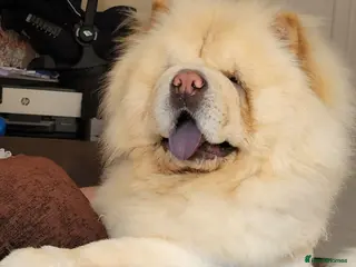 Chow Chow dogs Beautiful stud Chow chow - Advert 10