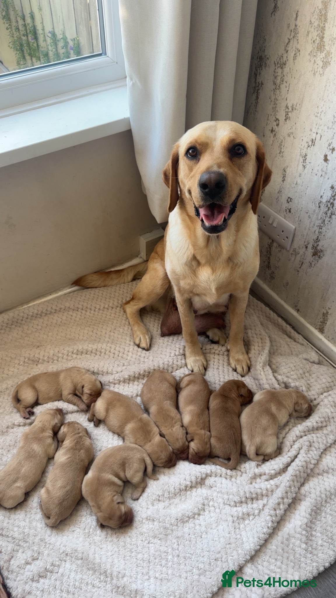 Labrador Retriever dogs 🐾Exceptional KC Registered Labrador Puppies🐾 - Advert 5