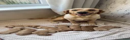 Labrador Retriever dogs for sale: 🐾Exceptional KC Registered Labrador Puppies🐾 - Advert 20