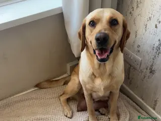 Labrador Retriever dogs 🐾Exceptional KC Registered Labrador Puppies🐾 - Advert 4
